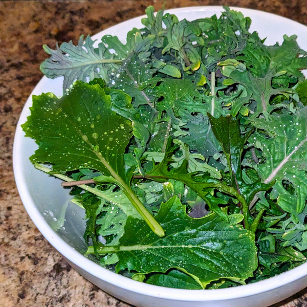 Greens Galore: A Guide to Thriving Indoor Salad Gardens!