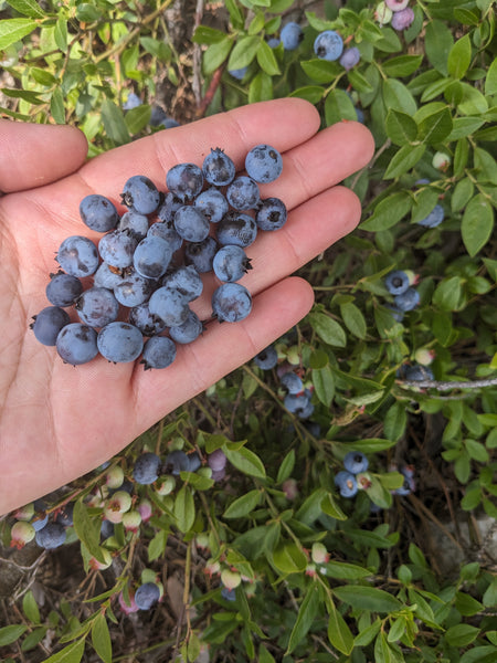 Blueberry Treats