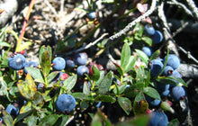 Load image into Gallery viewer, Wild Lowbush Blueberry