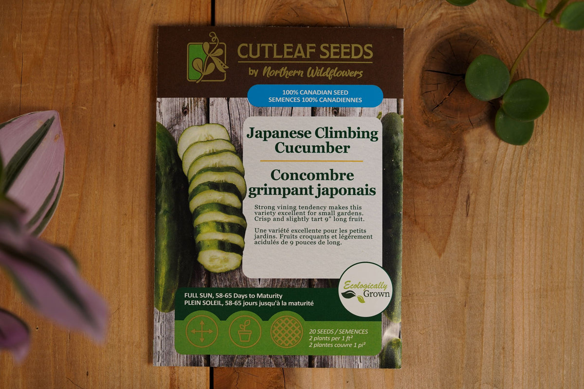 Concombre grimpant japonais – Northern Wildflowers