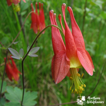 Load image into Gallery viewer, Wild Columbine