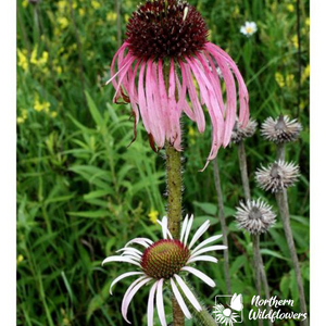 Coneflower Collection