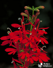 Load image into Gallery viewer, Cardinal Flower