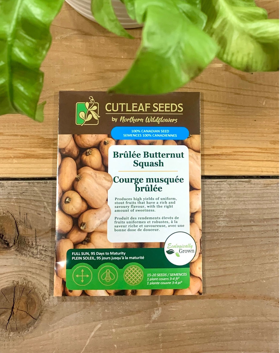 ORNÉ DE FEUILLES
クッション付きラタンチェア Courge, musqué brûlée – Northern Wildflowers