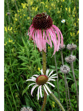 Load image into Gallery viewer, Dry and Sunny Wildflower Seed Mix
