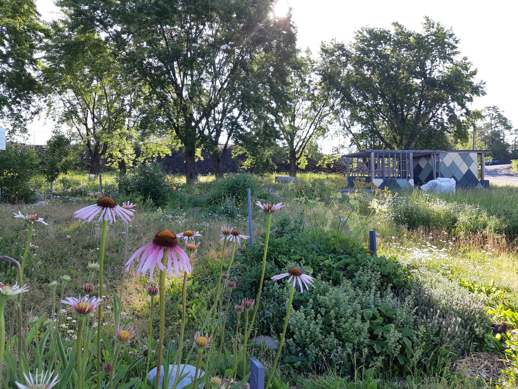 Companion Planting for Increased Garden Success!