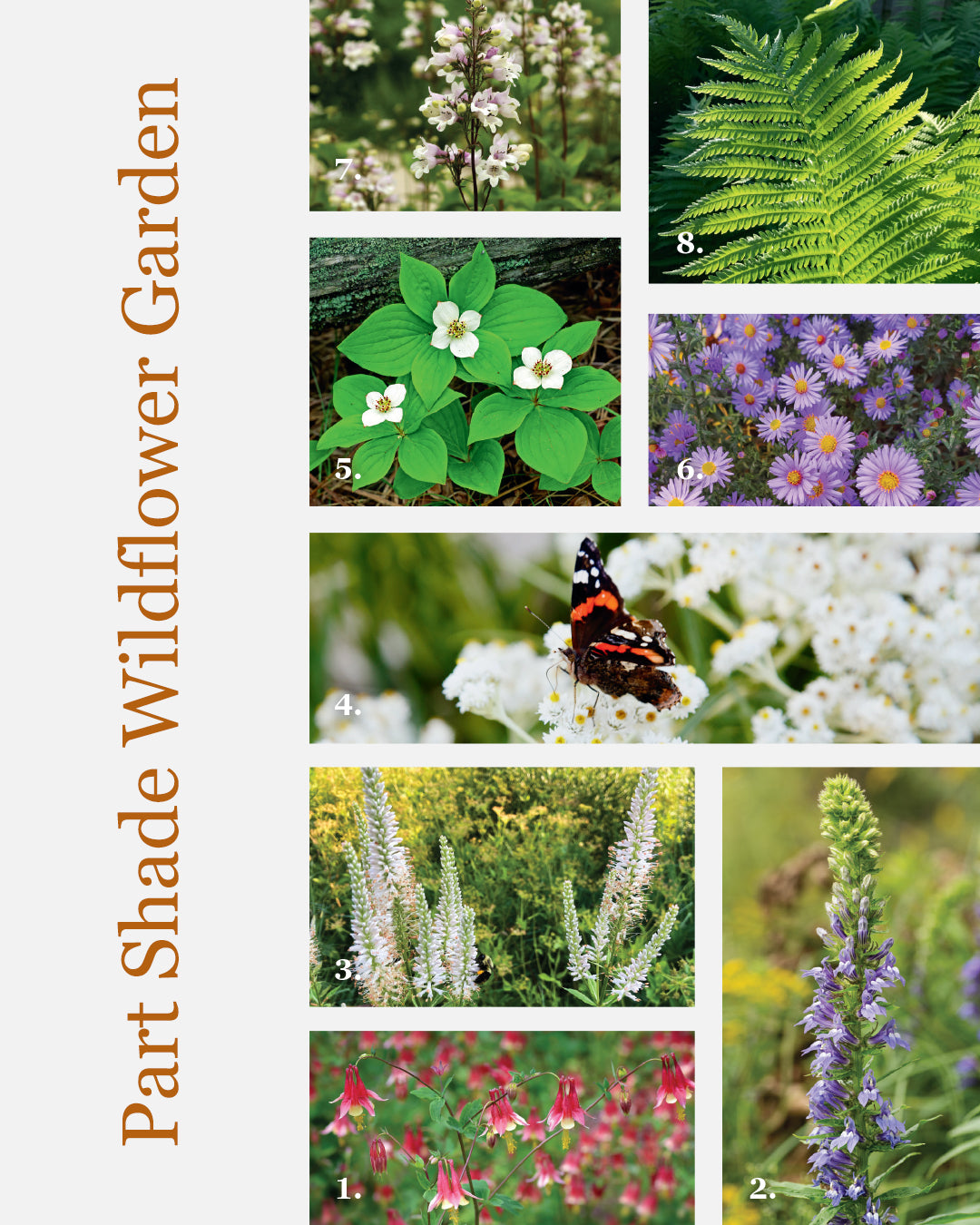 Part Shade Wildflower Garden Design