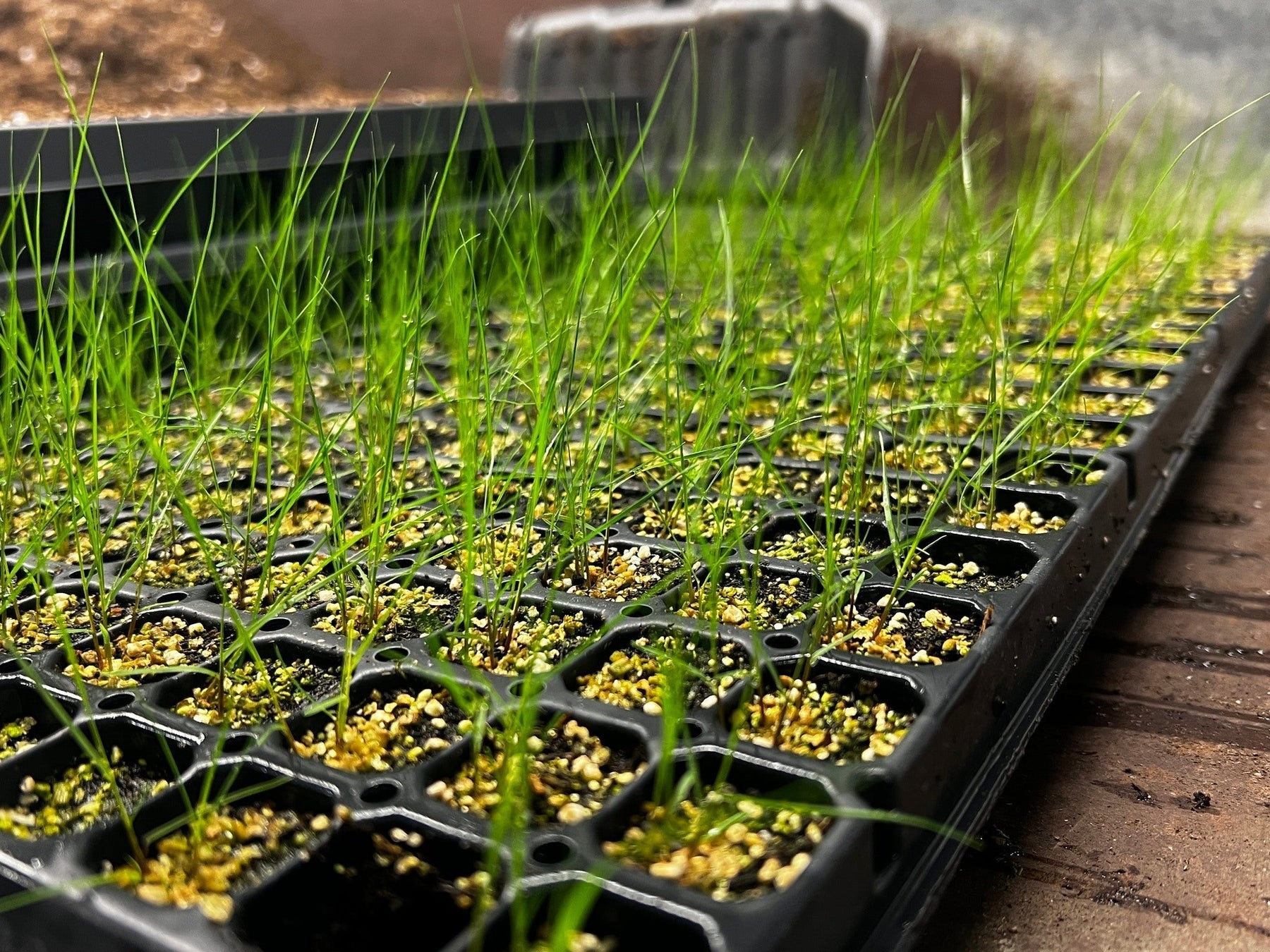 Prairie Dropseed Germination Tips: Recreating Prairie Conditions Indoors