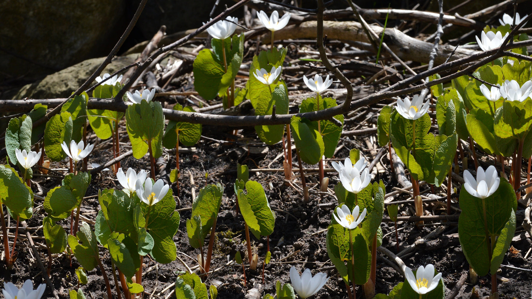 The Forest’s First Flowers: Spring Ephemerals to Spot This Spring