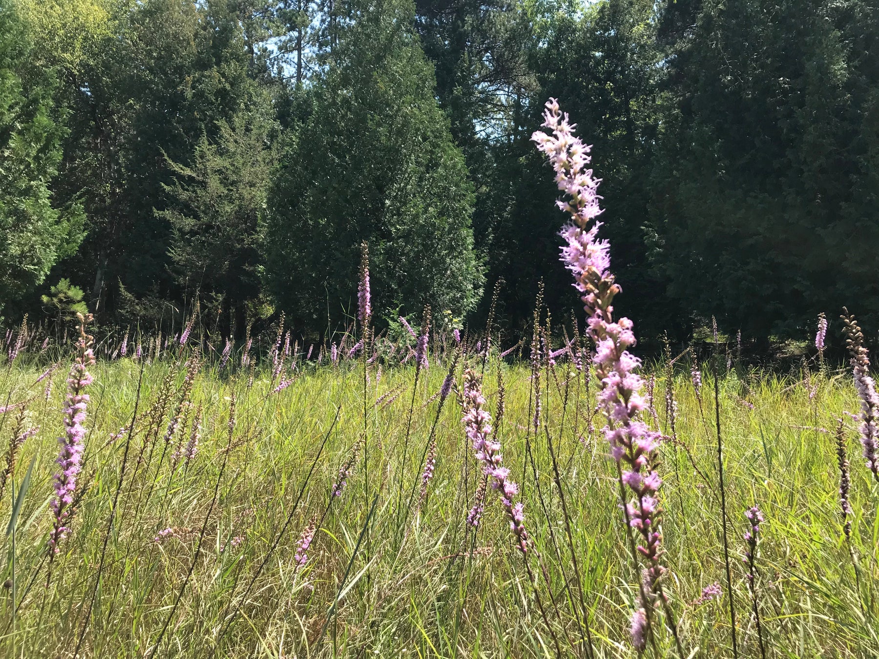 Beyond the Garden: Dense Blazingstar