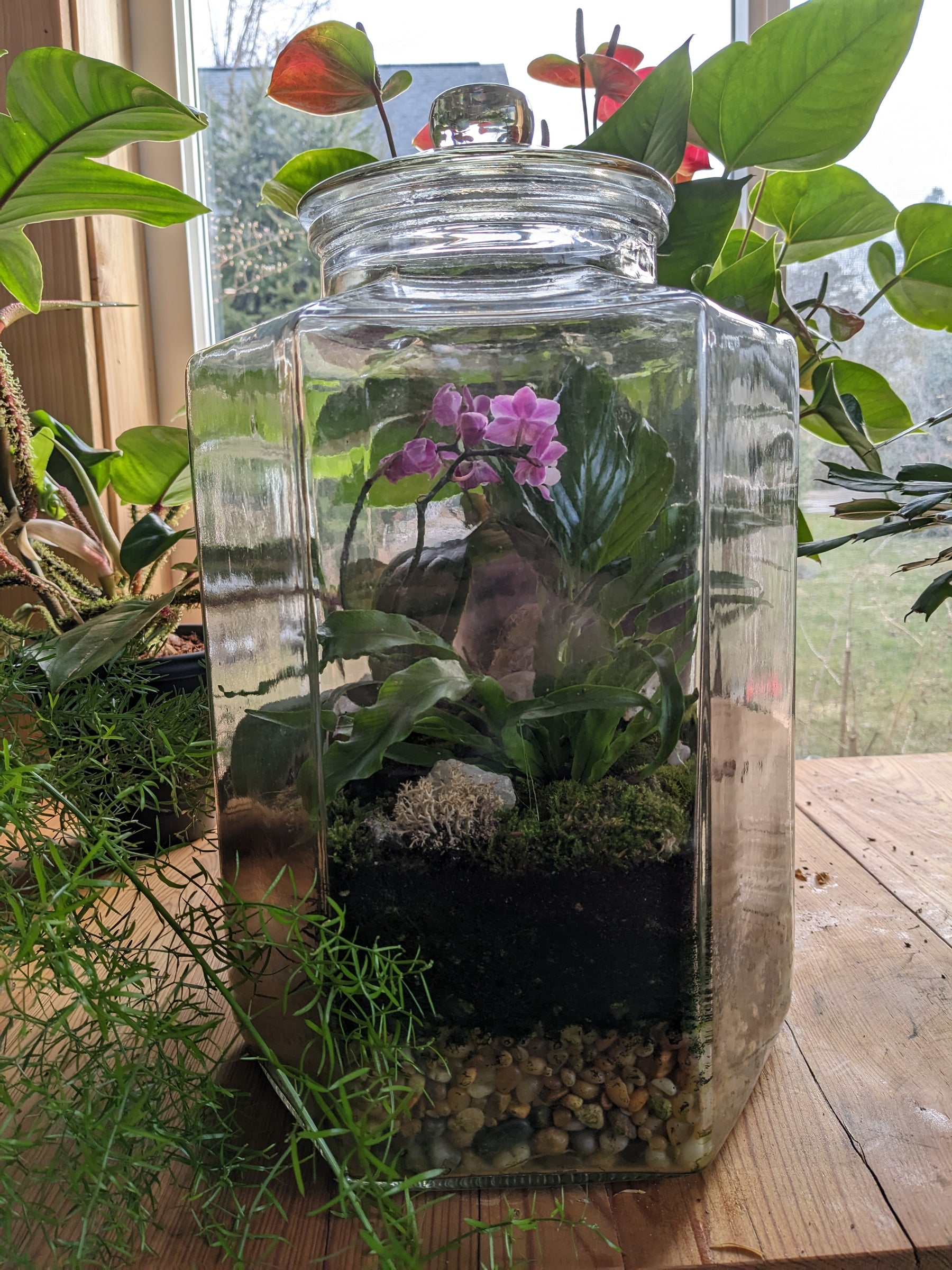 Crafting and Caring for a Terrarium