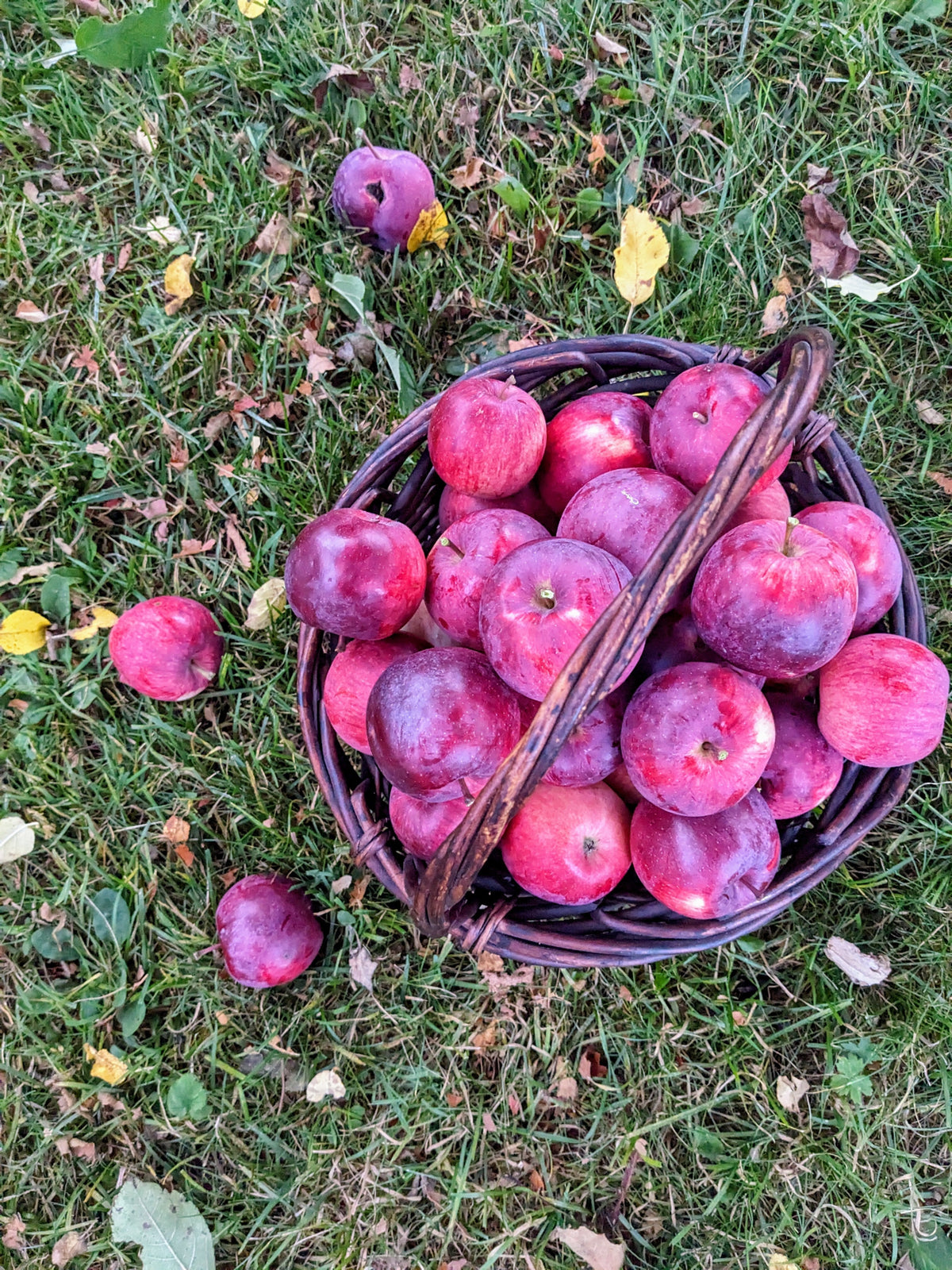 Apple Appreciation: 4 Ways to Make the Most of Your Apple Harvest