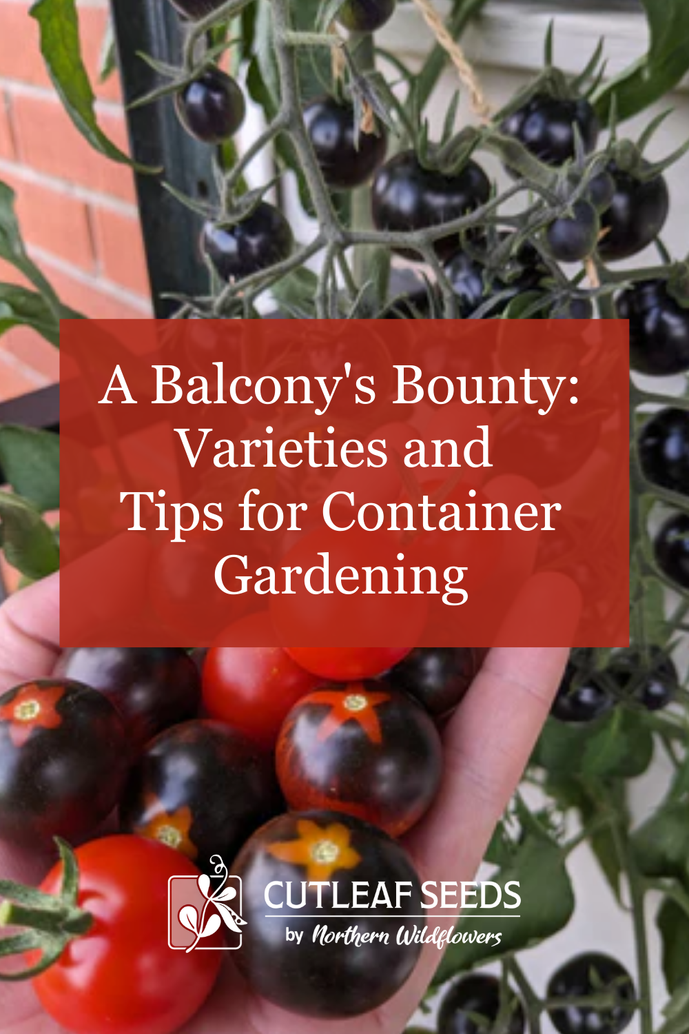 My Balcony's Bounty: Varieties and Tips for Container Gardening
