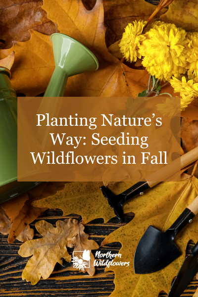 Planting Nature’s Way: Seeding Wildflowers in Fall