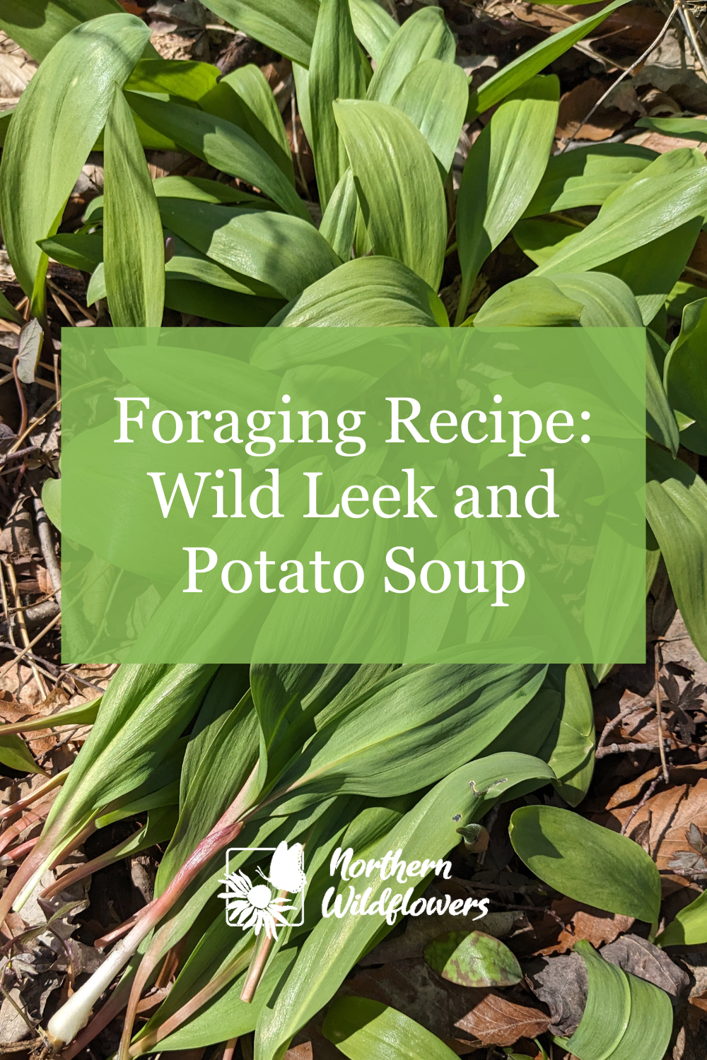 Foraging Recipe: Wild Leek & Potato Soup