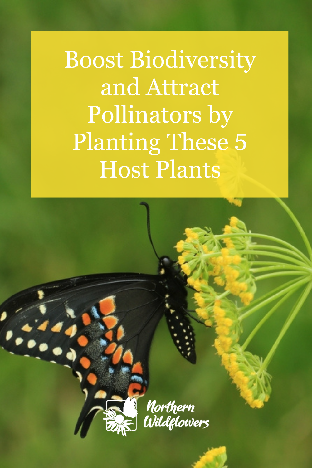 Boost Biodiversity by Planting These 5 Host Plants