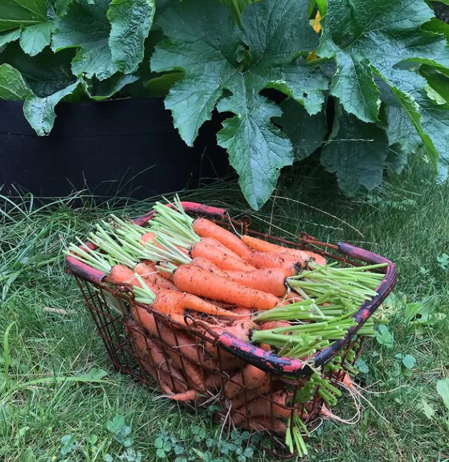 Harvesting Tips for Gardeners: Get the Best Flavour & Freshness
