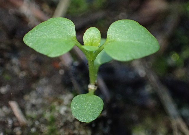 Hardening Off Indoor Started Plants