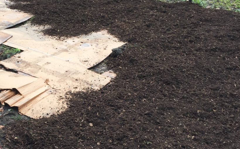 The No-Dig Lasagna Garden Method: Build a Garden Right Over Your Lawn