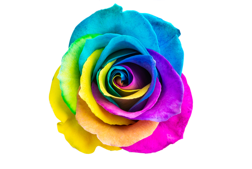 DIY Rainbow Roses