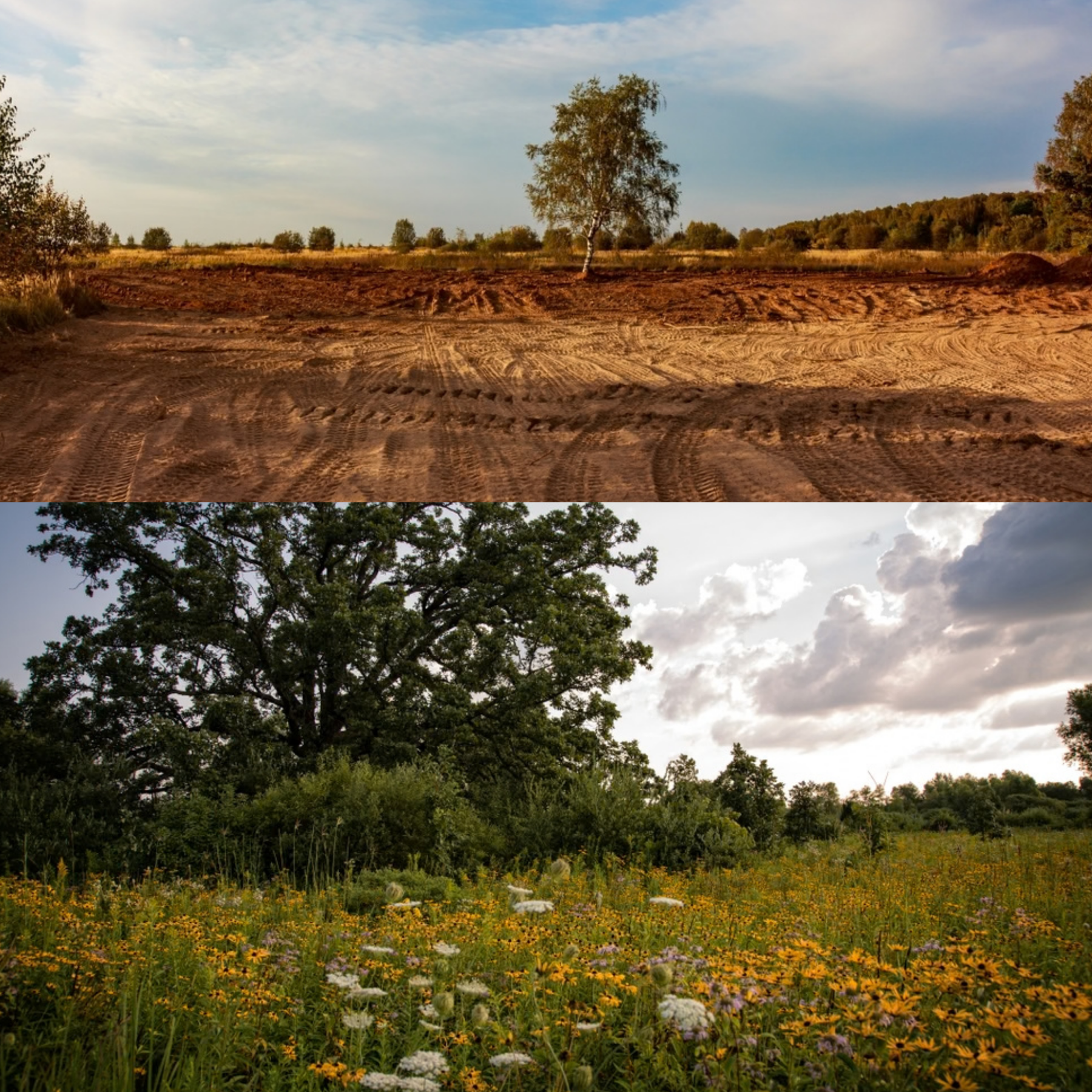 Applying Wildflower Seed Mixes to Large Areas