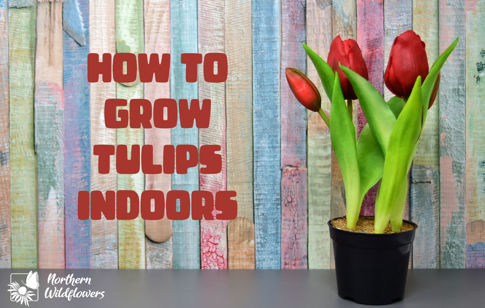 How to Plant Tulip Bulbs in Pots Indoors: Easy Steps for Stunning Blooms