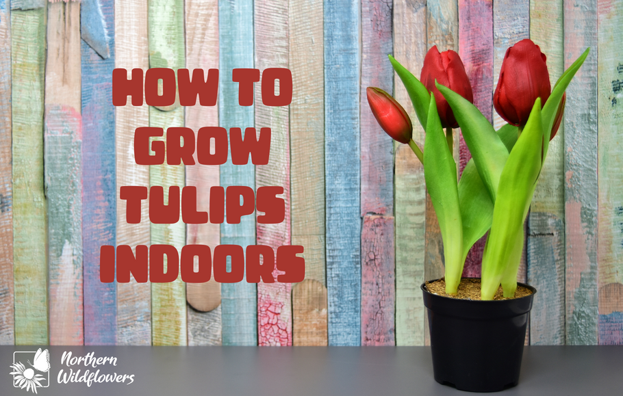 Cultiver des tulipes à l'intérieur