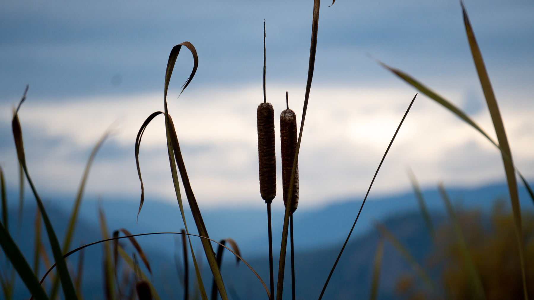 Cattail Foraging
