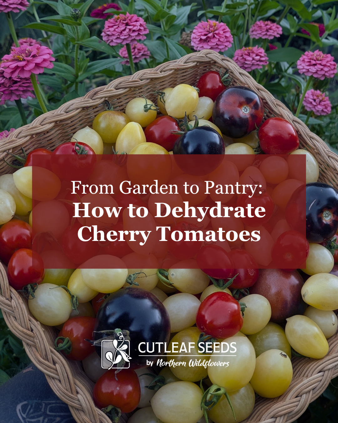 From Garden to Pantry: How to Dehydrate Cherry Tomatoes