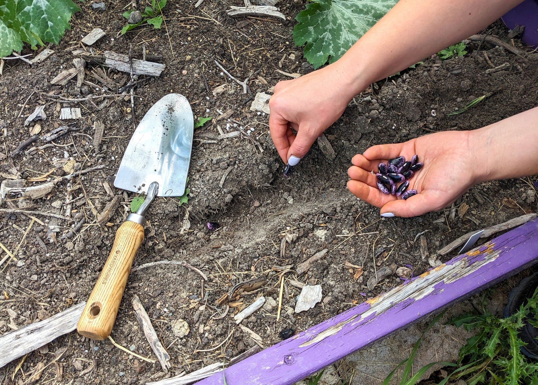 Your Guide to Direct Sowing Vegetables