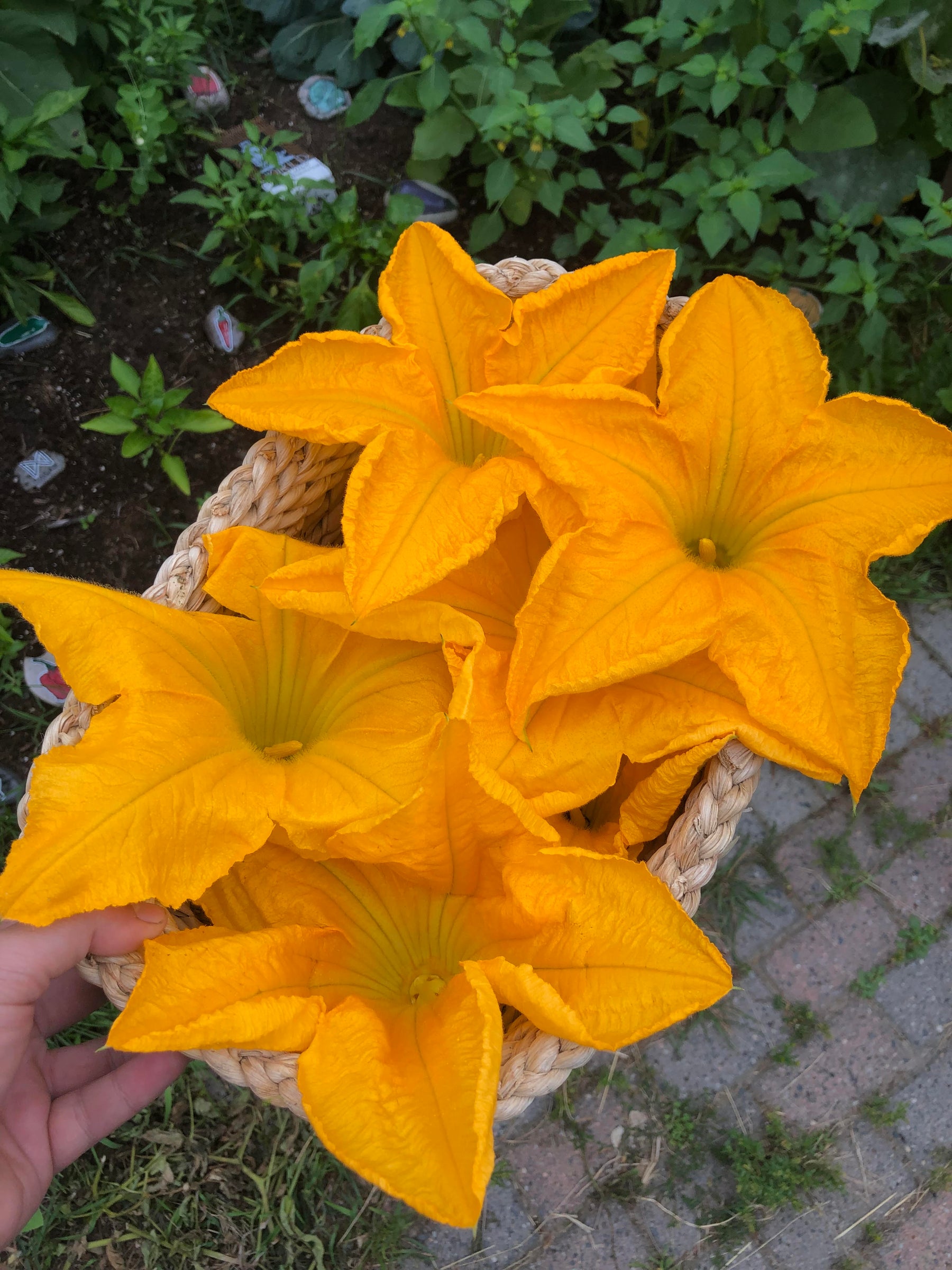 Stuffed Zucchini Flower Recipe