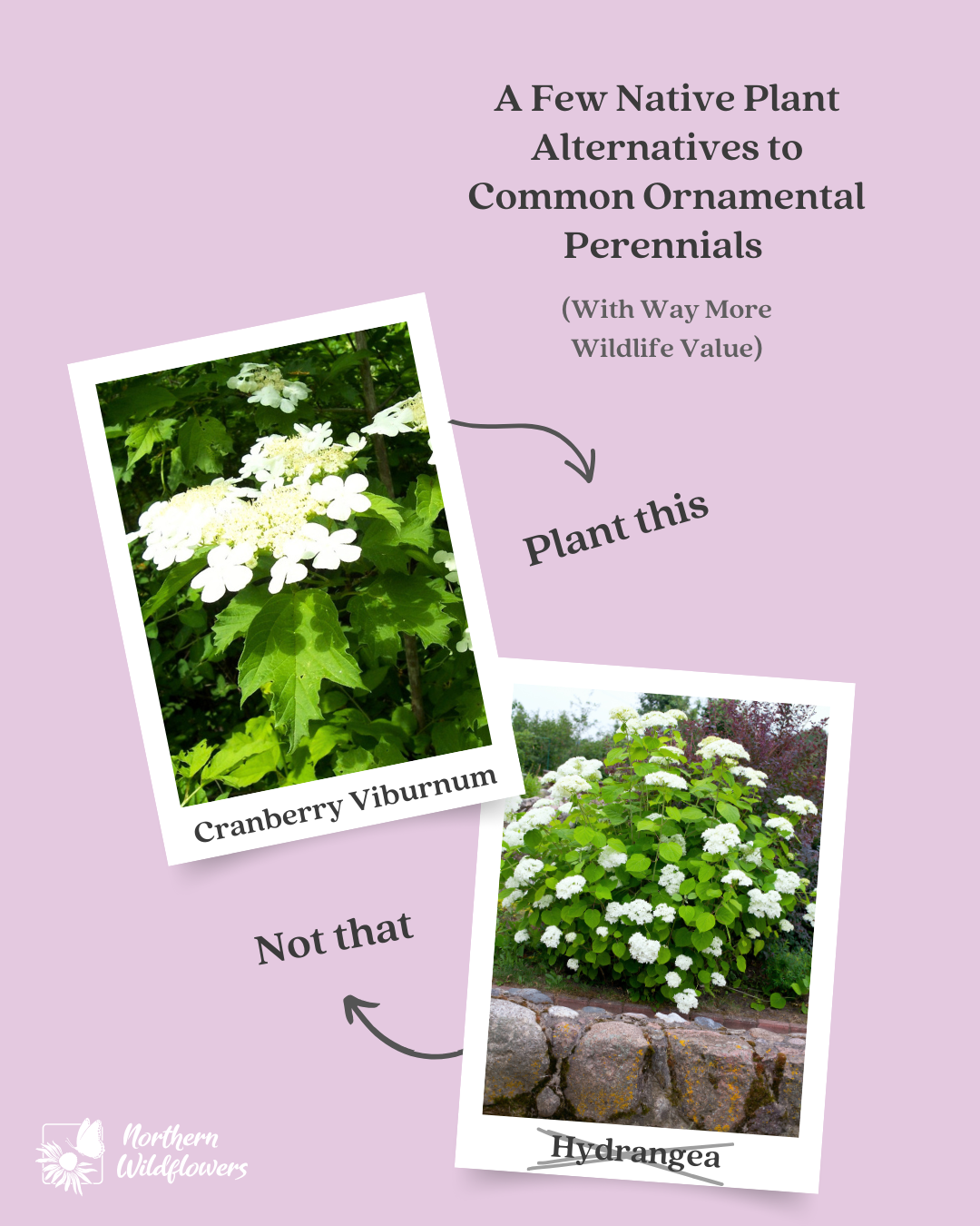 Plant This, Not That - Native Plant Alternatives to Common Garden Perennials