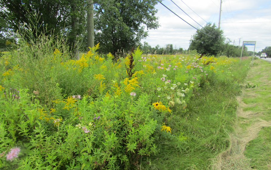 A Roadside Restoration Success Story With Custom Seed Mixes