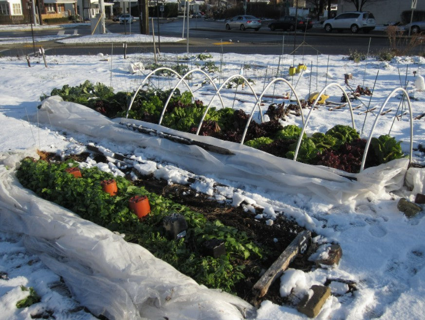 Late Season Planting