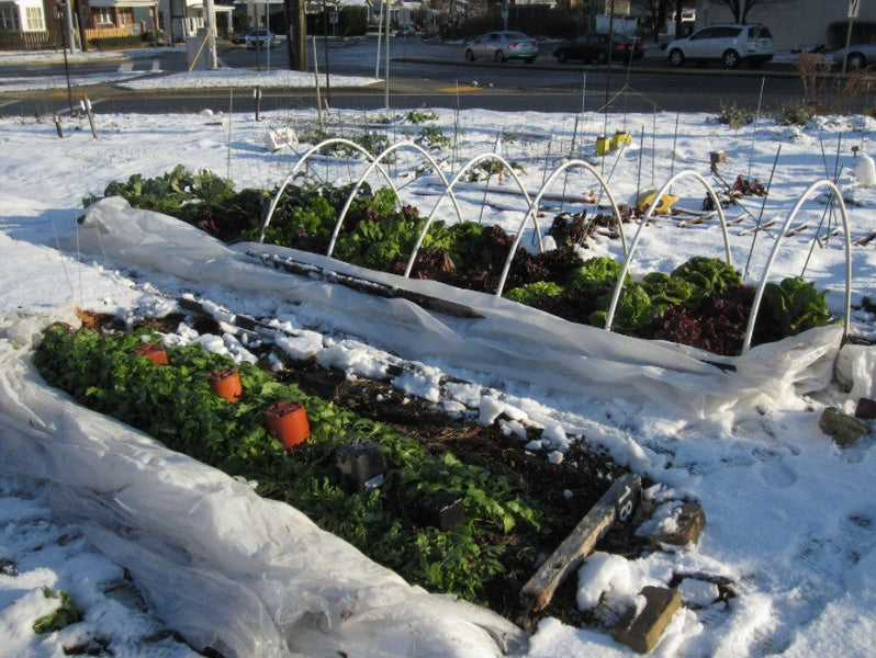 Late Season Planting