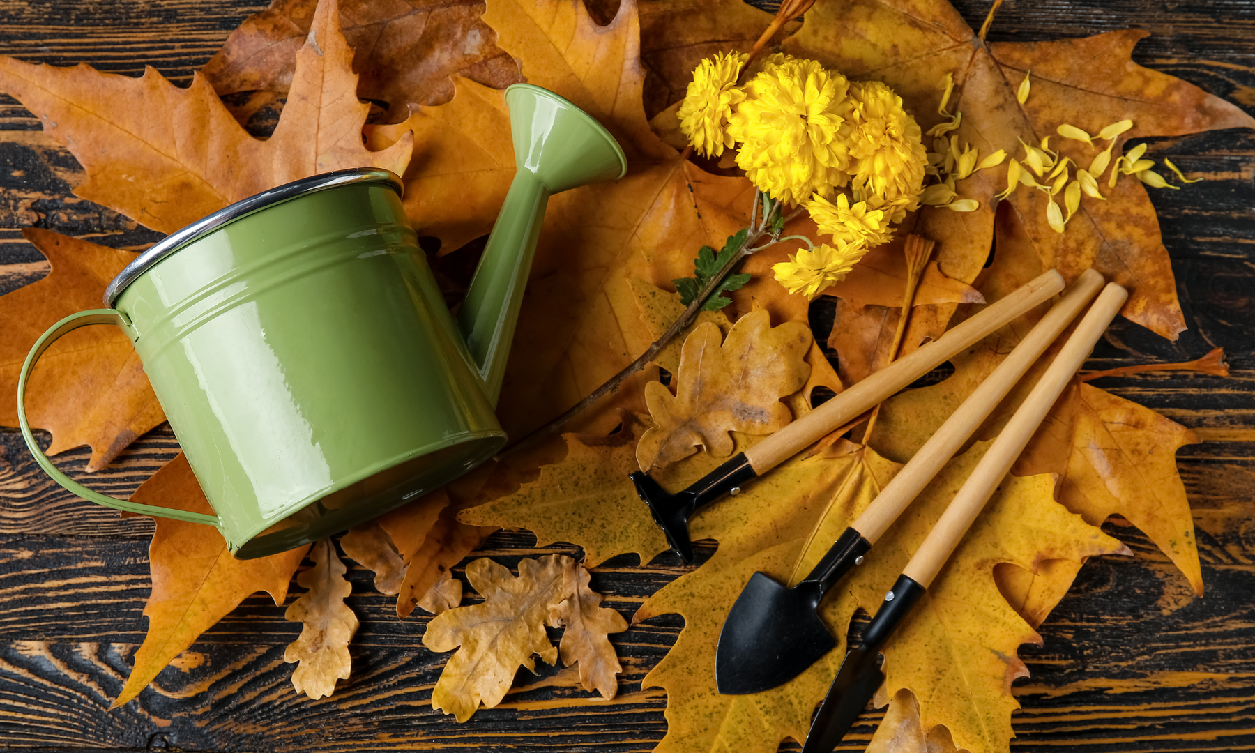 Planting Nature’s Way: Seeding Wildflowers in Fall