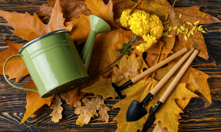 Planting Nature’s Way: Seeding Wildflowers in Fall