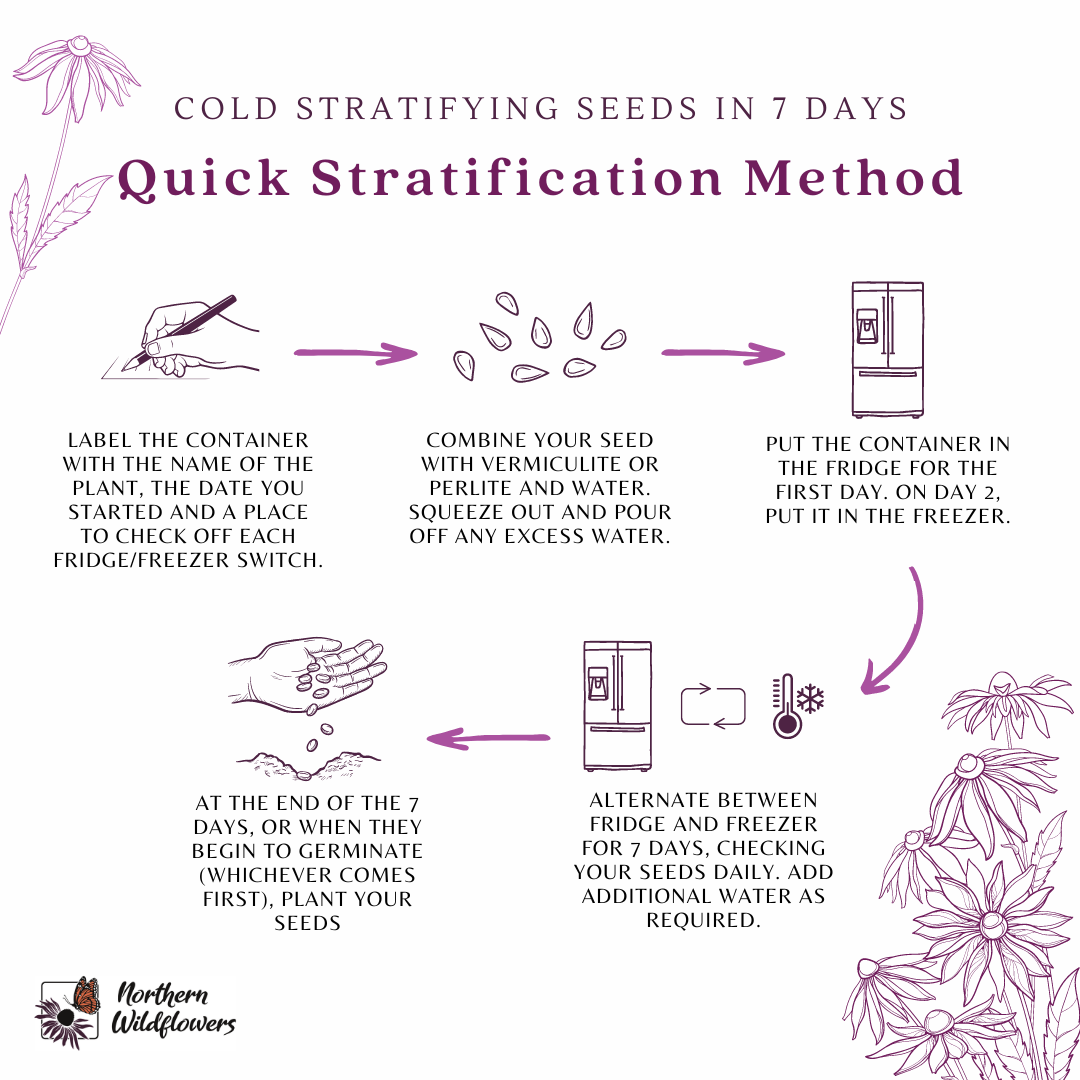 Cold Stratifying Seeds in 7 Days and Other Methods for Seed Stratification