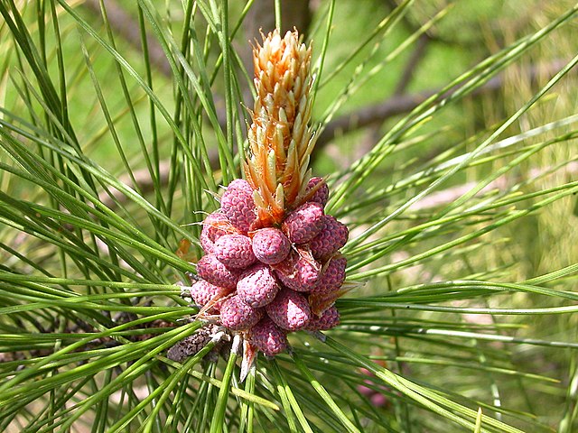 Foraging Pine Pollen