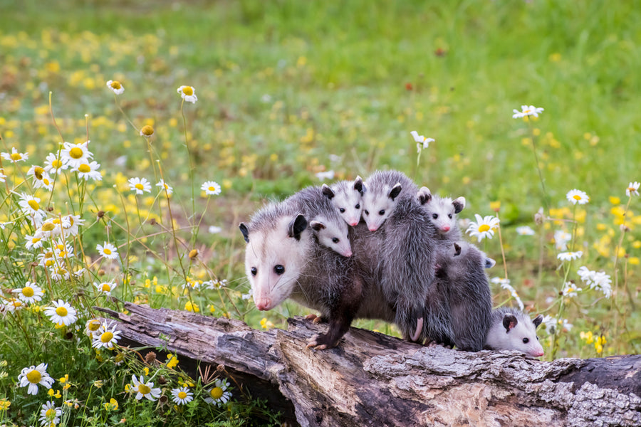 5 Tales of Motherly Love Featuring Ontario's Wildlife