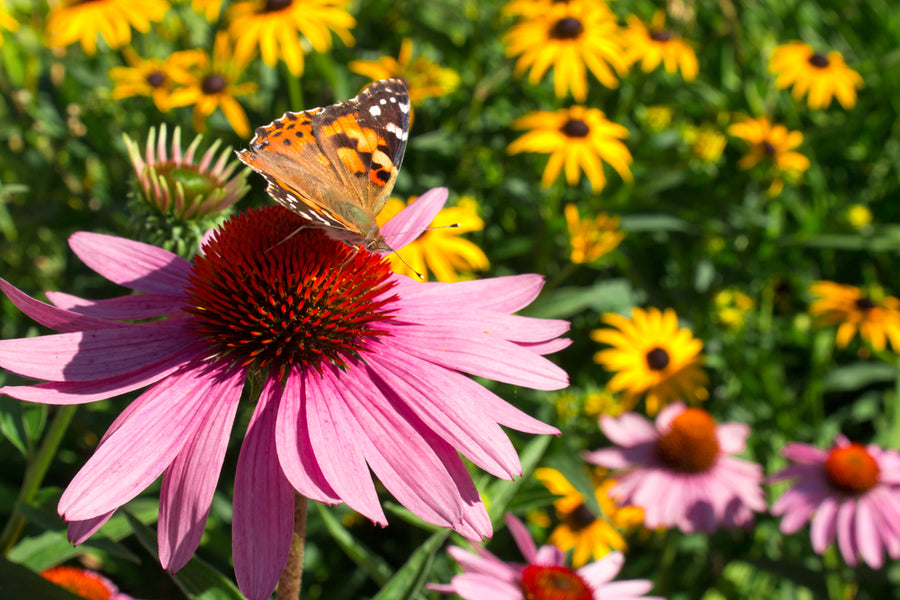 Couleur des fleurs et relations entre pollinisateurs 