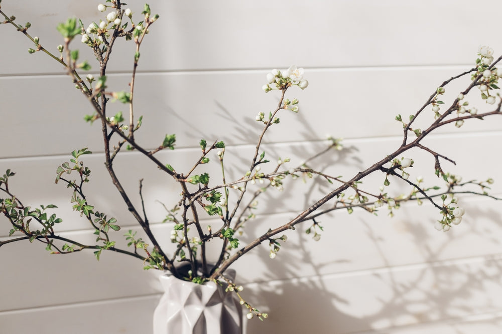 How to Force Late Winter Blooms with Shrub Branches