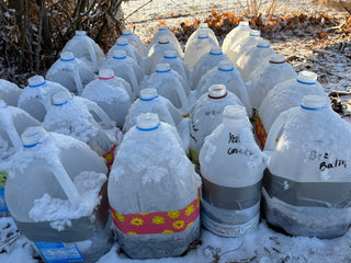 Winter Sowing Native Seeds: An Easy Way to Grow Wildflowers