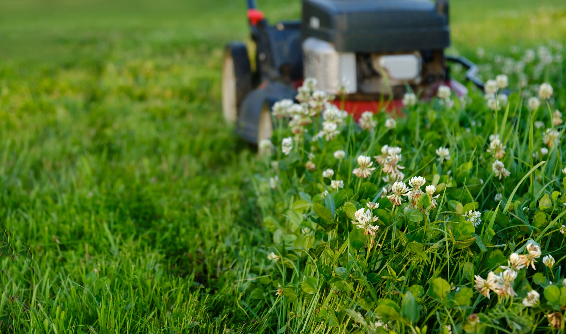 Low Growing Native Plants to Replace Your Grass Lawn