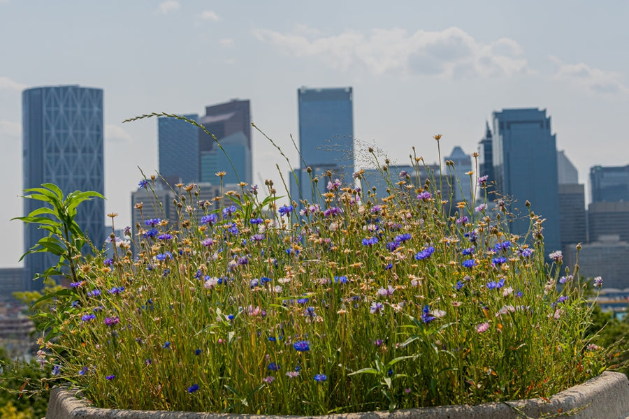 What's With the Buzz About Micromeadows?