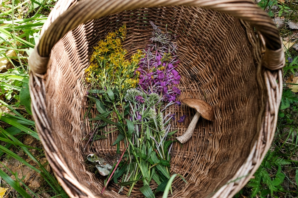 5 Wildflowers Fit for a Food Forest
