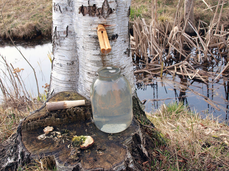 Harvesting Sweetness: Birch Tree Syrup