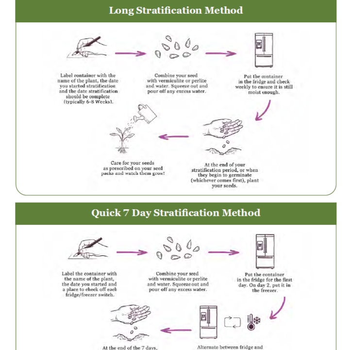Cold Stratifying Seeds in 7 Days: Two Fridge Methods for Seed Stratification