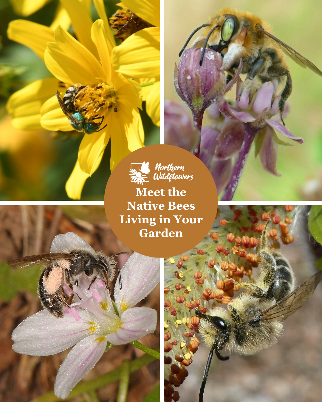 Meet the Native Bees Living in Your Garden