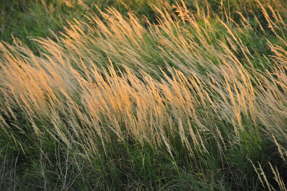 Native Grasses and Nurse Crops – Northern Wildflowers